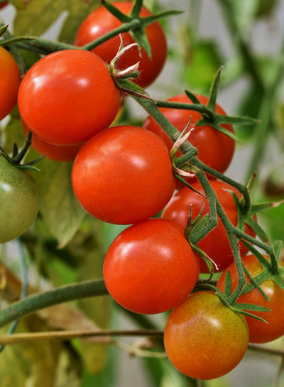Produktfoto zu Tomaten-Kollektion Cocktailtomaten Maxi
