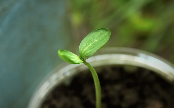 KI generiert: Ein kleiner grüner Spross wächst aus dunkler Erde in einem Topf.