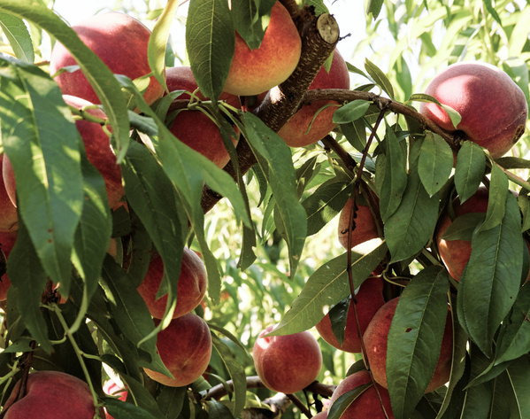 KI generiert: Zweige eines Pfirsichbaums voller reifer, roter Früchte und grüner Blätter.