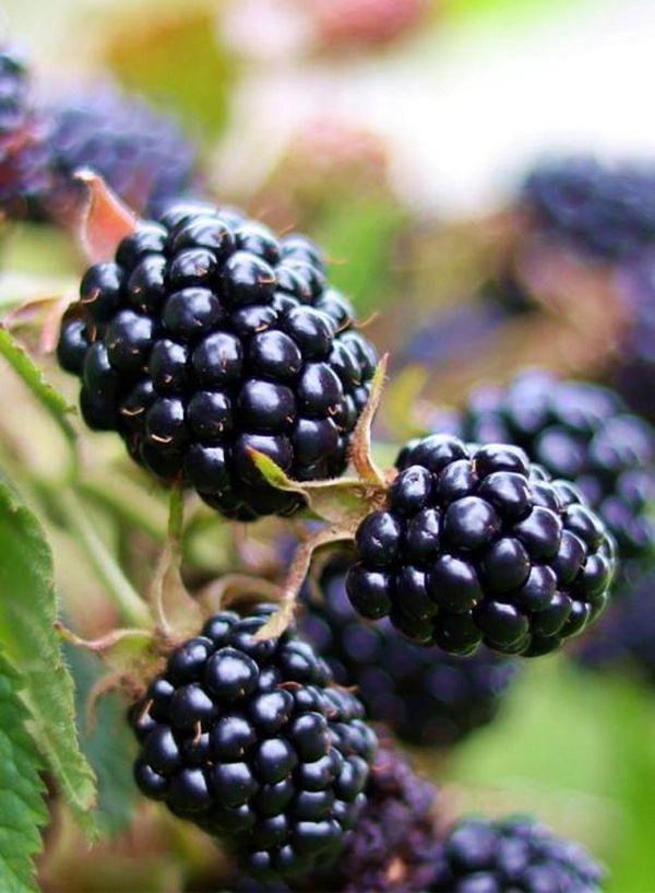 Produktfoto zu Brombeer-Strauch