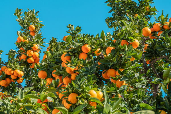 KI generiert: Ein Orangenbaum mit vielen reifen Früchten vor blauem Himmel.