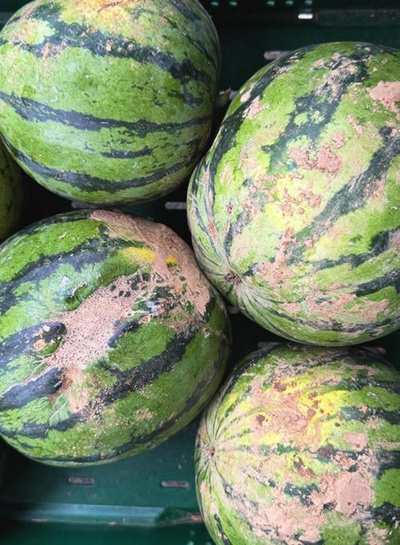 Produktfoto zu Wassermelone (2. Wahl)