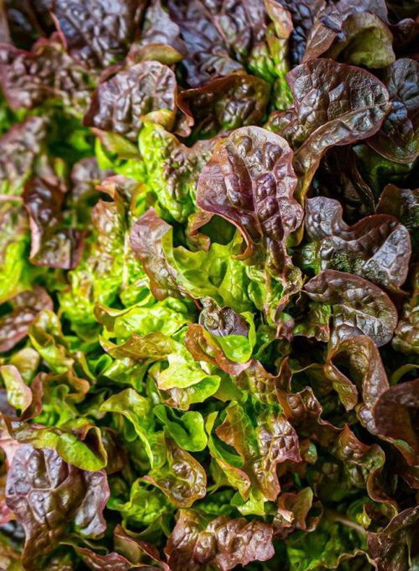 Produktfoto zu Eichblatt rot
