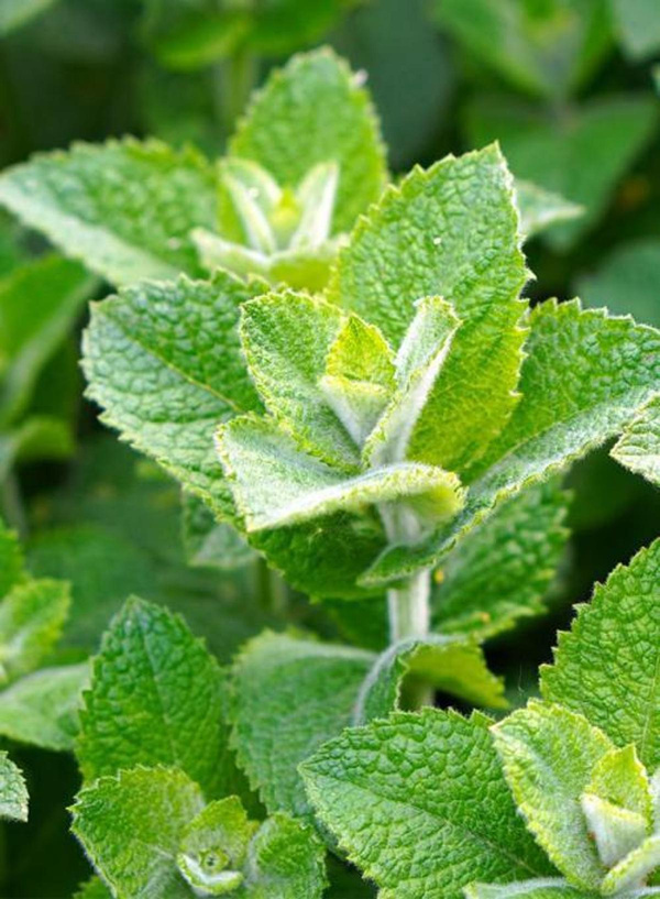 Produktfoto zu Minze