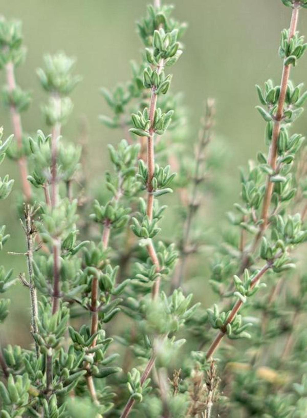 Produktfoto zu Thymian