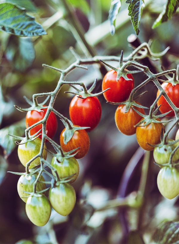 Produktfoto zu Balkontomate fix & fertig + Basilikum
