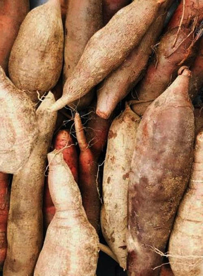 Produktfoto zu Yaconwurzeln