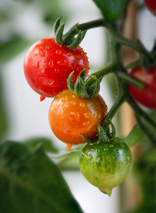 Produktfoto zu Tomaten-Kollektion Überraschung Mini