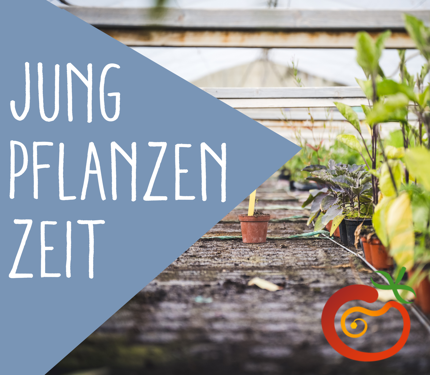 KI generiert: Junge Pflanzen in Töpfen im Gewächshaus. Text: "Jungpflanzen Zeit".