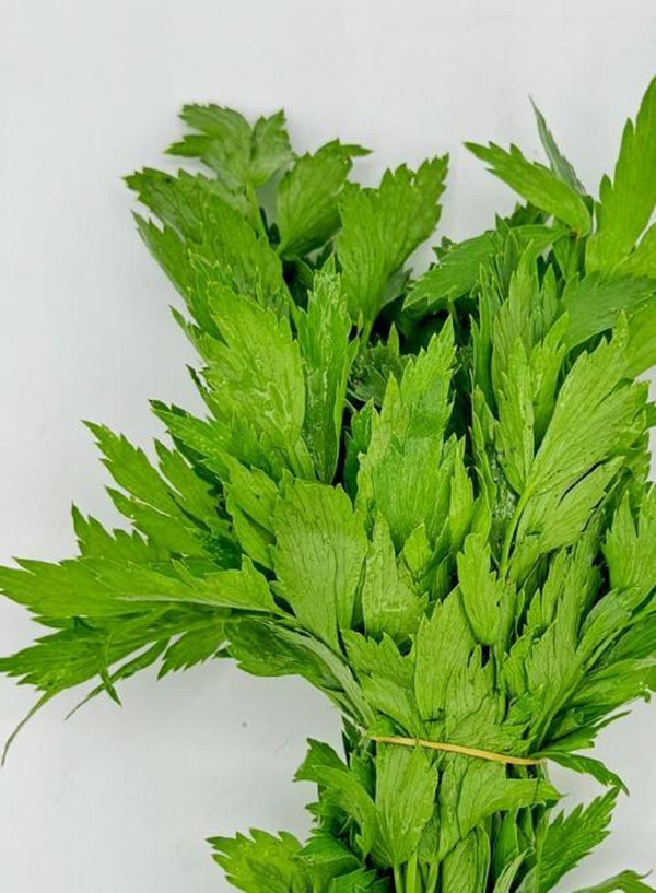 Produktfoto zu Liebstöckel