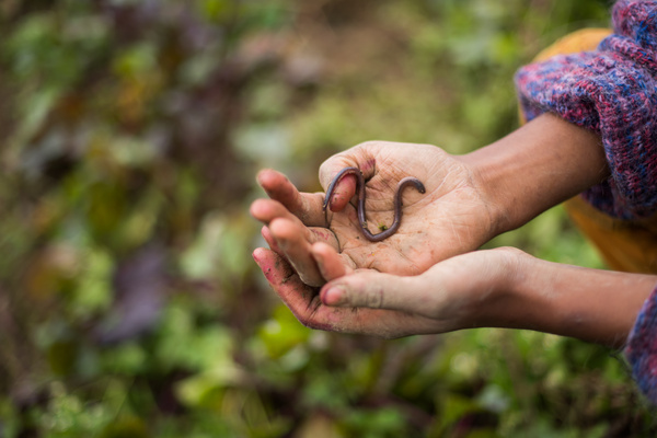 KI generiert: Eine Person hält einen Regenwurm behutsam in der Hand, im Freien.