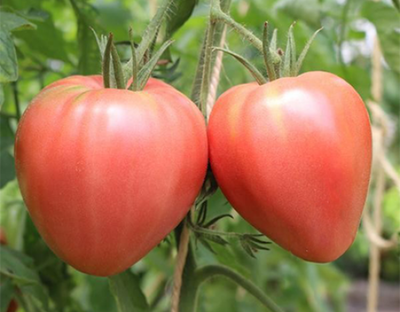 Produktfoto zu Tomate Ochsenherz