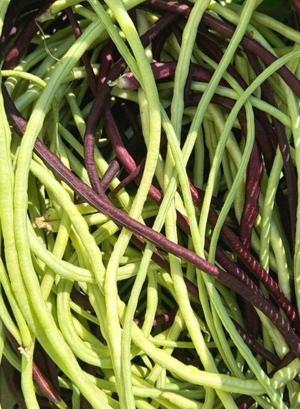 Produktfoto zu Spaghettibohnen