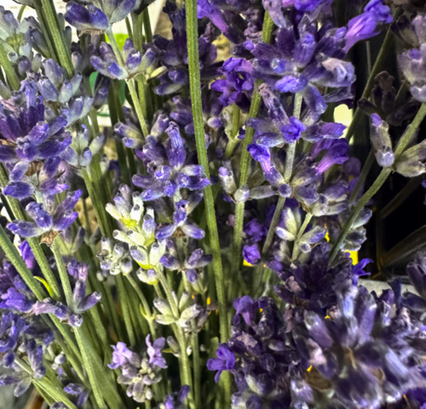 Produktfoto zu Lavendel