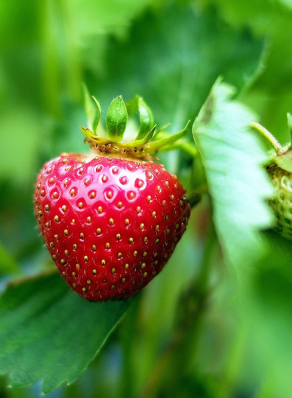 Produktfoto zu Monatserdbeere Alexandria