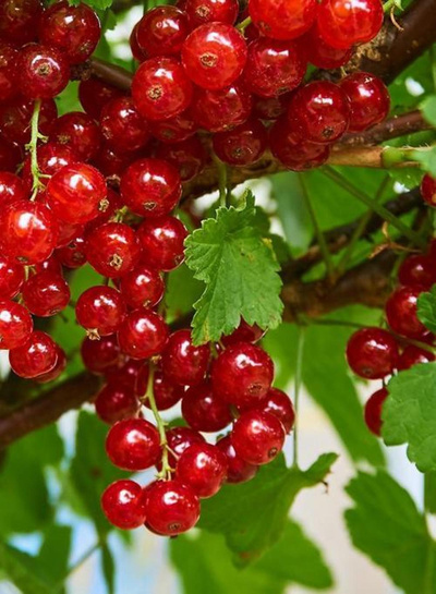 Produktfoto zu Johannisbeere rot (Strauch)
