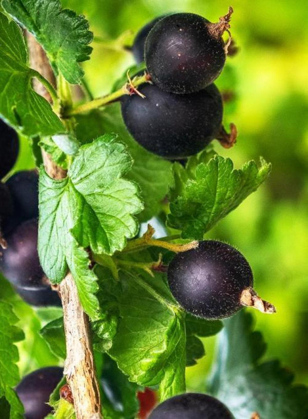 Produktfoto zu Jostabeere (Jochelbeere)