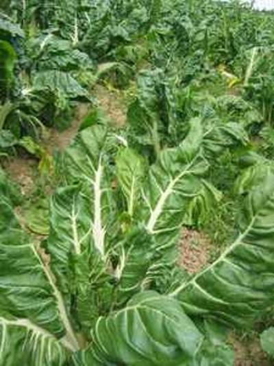 Produktfoto zu Blattmangold "Lukkulus"