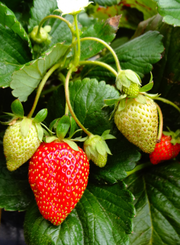 Produktfoto zu Erdbeere Malwina