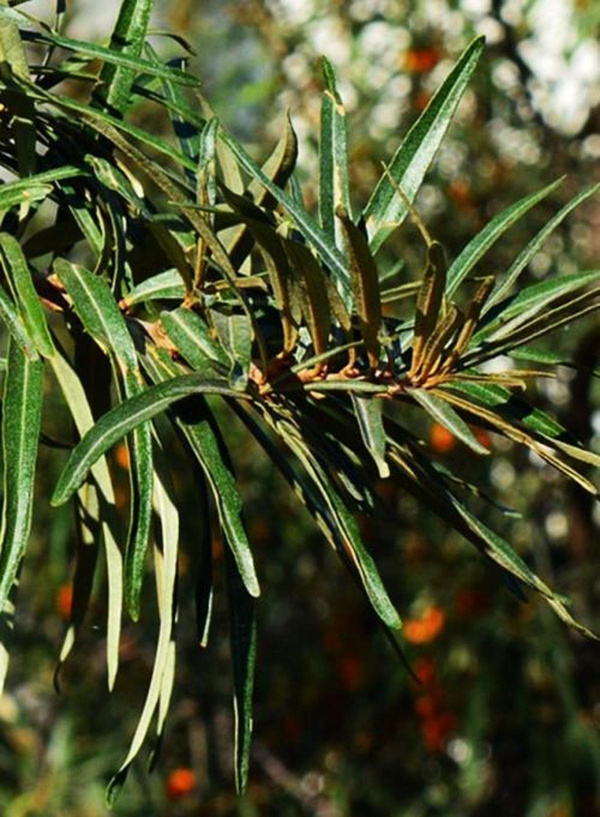 Produktfoto zu Sanddorn männlich