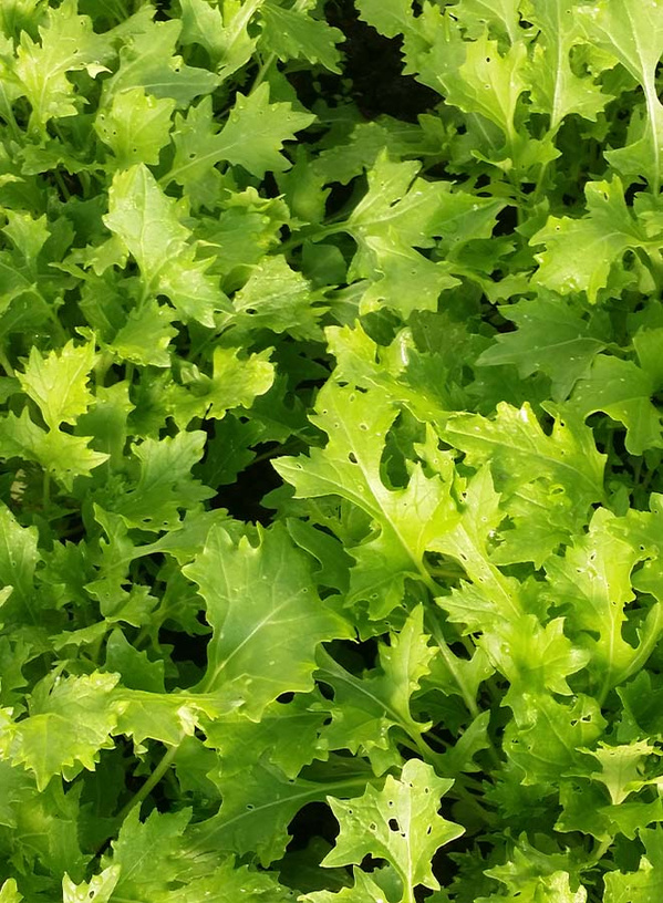 KI generiert: Frische grüne Salatblätter in Nahaufnahme.