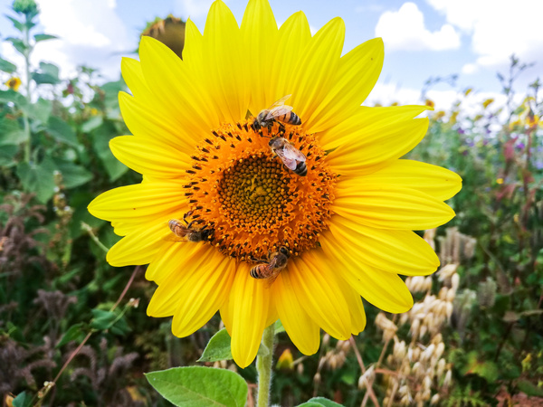 KI generiert: Sonnenblume mit mehreren Bienen auf der Blüte inmitten einer blühenden Sommerlandschaft.
