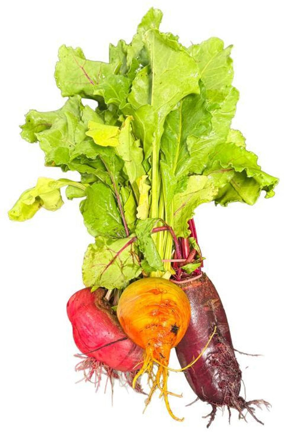 Produktfoto zu Bunte Bete mit Grün
