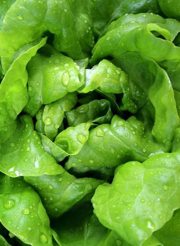 Produktfoto zu Kopfsalat grün