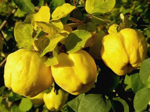 Produktfoto zu Quitten