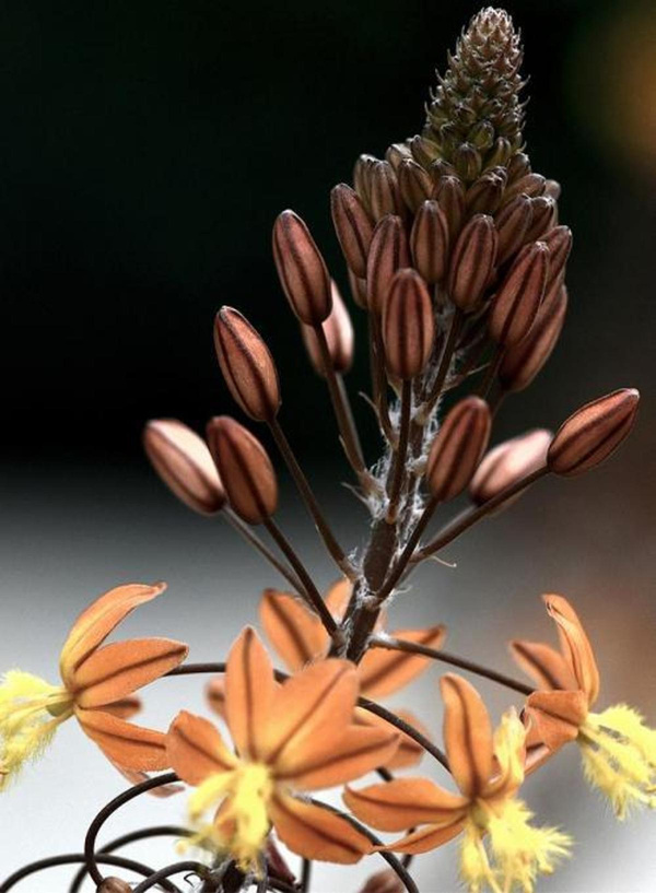 Produktfoto zu Bulbine
