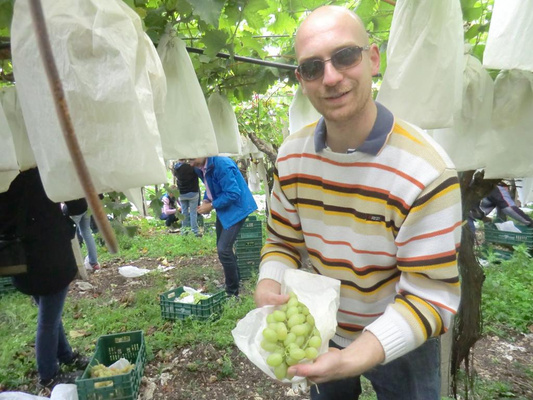 KI generiert: Ein Mann erntet Trauben in einem Weinberg und hält sie mit einem Lächeln in die Kamera.