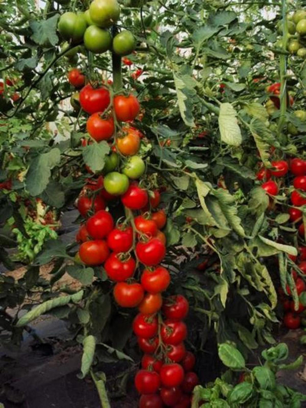 Produktfoto zu Tomate Moneymaker