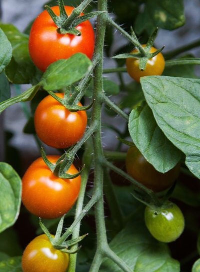 Produktfoto zu Tomaten-Kollektion: Freiland Mini