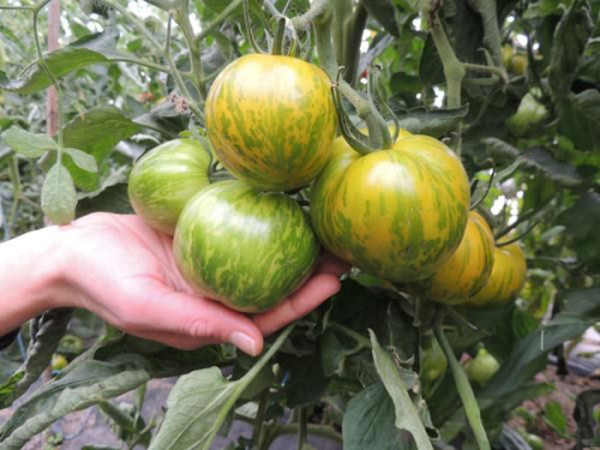 Produktfoto zu Tomate Green Zebra
