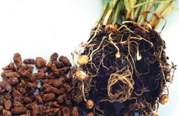 Produktfoto zu Erdmandel