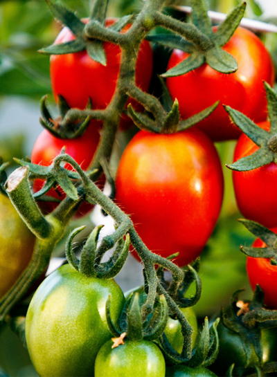 Produktfoto zu Tomaten-Kollektion Klassisch Maxi
