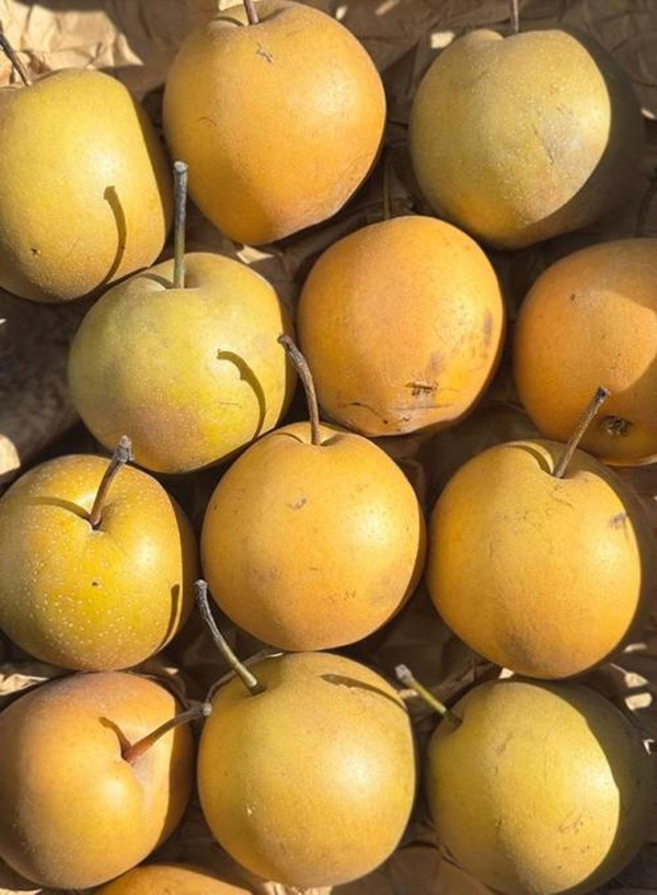 Produktfoto zu Nashi-Birnen