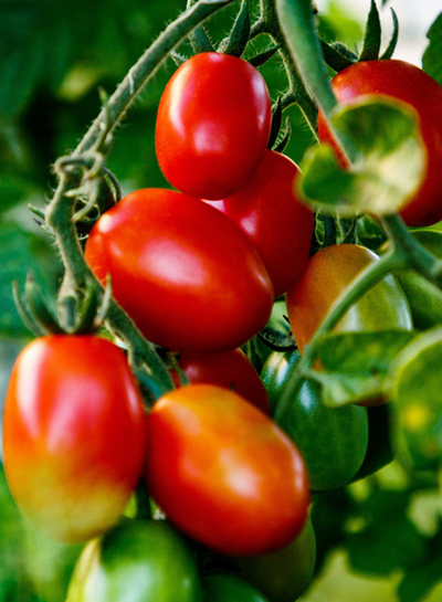 Produktfoto zu Tomaten-Kollektion Klassisch Mini