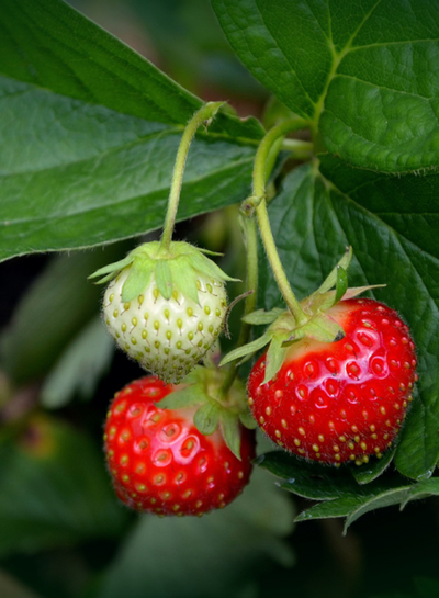 Produktfoto zu Erdbeere Korona