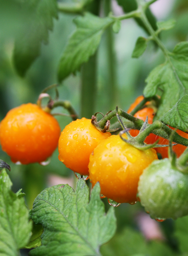 Produktfoto zu Feinschmecker-Tomatenkollektion Mini