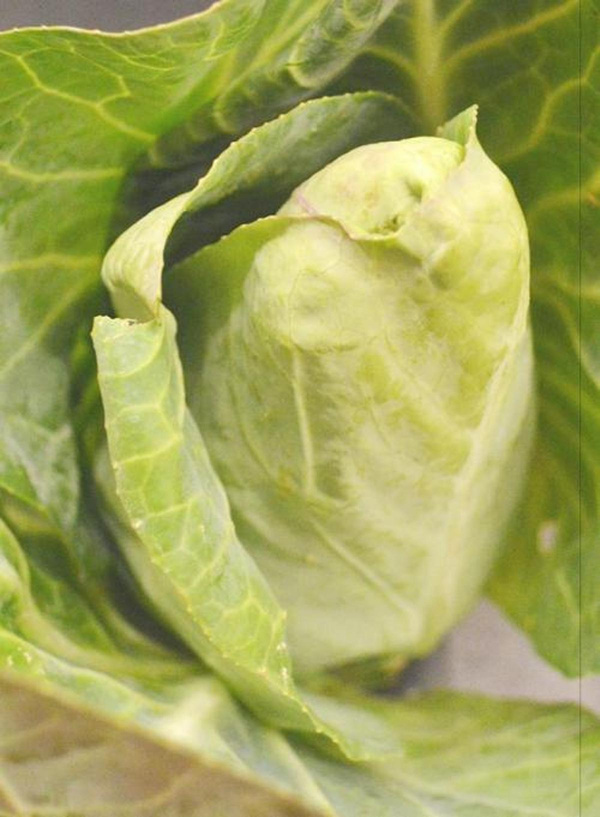 Produktfoto zu Spitzkraut