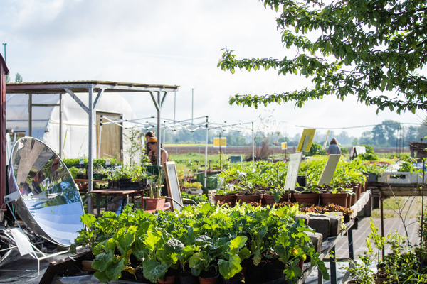 KI generiert: Garten mit vielen Pflanzen in Töpfen, Gewächshaus im Hintergrund. Kein Text sichtbar.