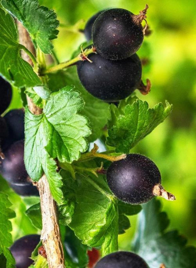 Produktfoto zu Jostabeere (Jochelbeere)