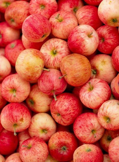 Produktfoto zu Apfel Gala