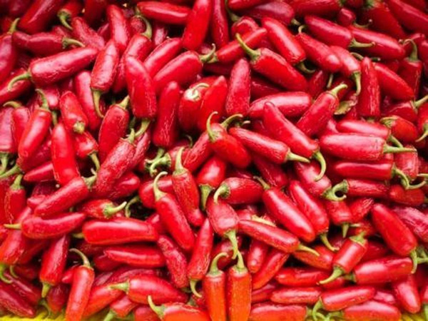Produktfoto zu Chili Jalapeño Ruben