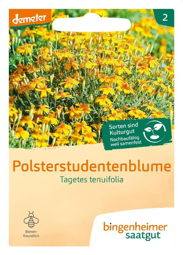 Produktfoto zu Polsterstudentenblume