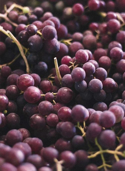 Produktfoto zu Trauben blau kernarm