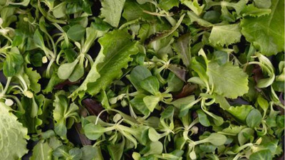 Produktfoto zu Schnittsalat Baby Leaf