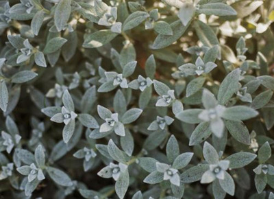 Produktfoto zu Oregano