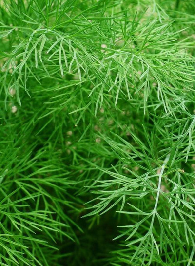 Produktfoto zu Dill